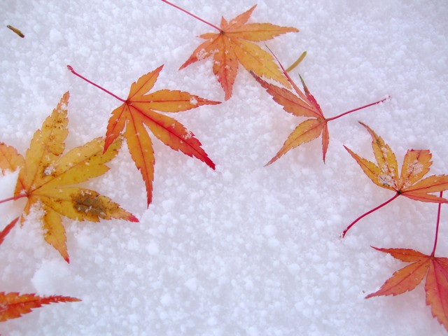 11 月末 時候 の 挨拶