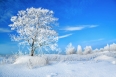 rural winter landscape with a one tree and the blue sky